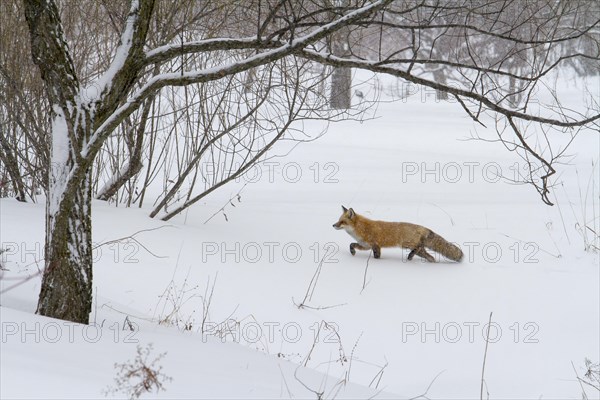 Red fox. Vulpes vulpes. Red fox walking in a garden in winter. Montreal botanical garden. Province