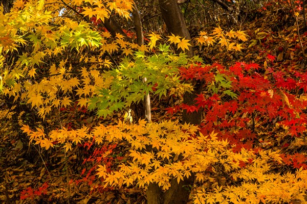 Sunlit yellow maple leaves in an autumnal forest setting, in South Korea