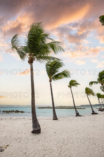 Caribbean dream beach with palm trees, white sandy beach and turquoise-coloured, crystal-clear