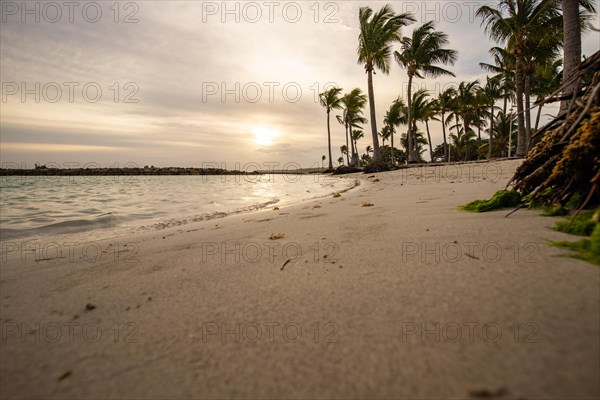 Caribbean dream beach with palm trees, white sandy beach and turquoise-coloured, crystal-clear