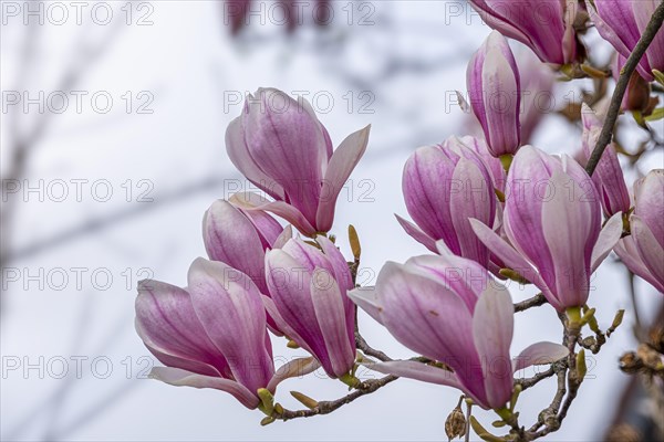 Blossoms of a magnolia (Magnolia), magnolia blossom, magnolia x soulangeana (Magnolia