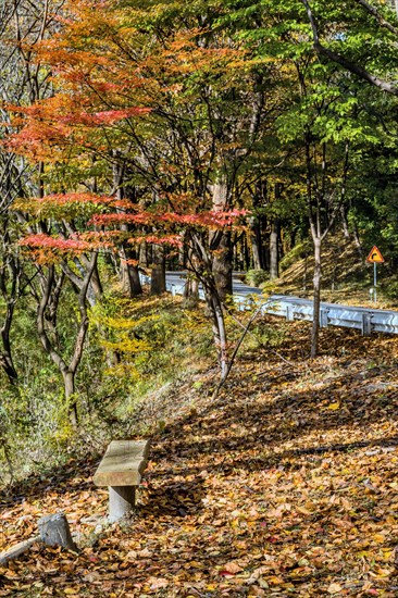 A quiet spot with a bench, surrounded by trees with autumn leaves and a winding road, in South