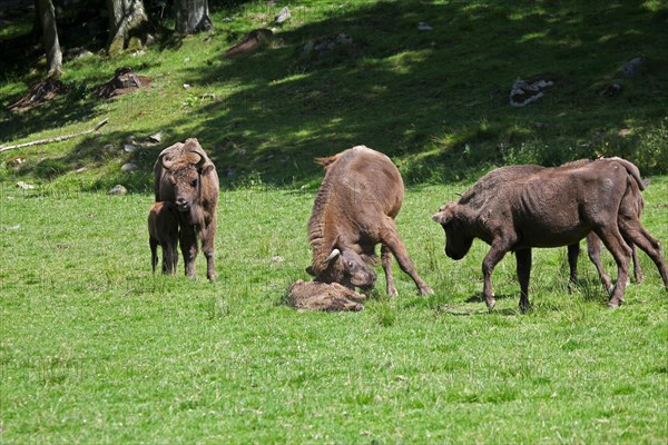 European bison (Bison bonasus) bull attacking helpless calf lying on the ground, captive, Sweden,