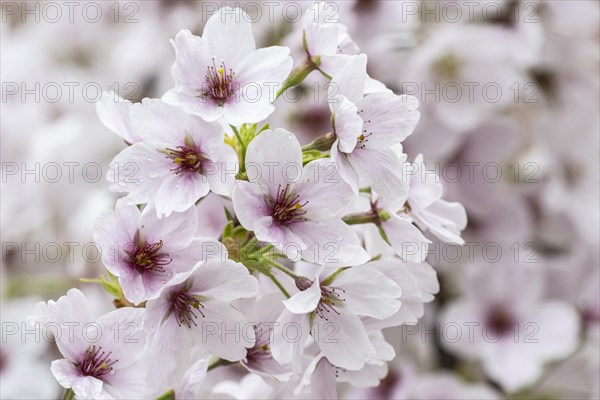Japanese cherry (Prunus serrulata), Emsland, Lower Saxony, Germany, Europe