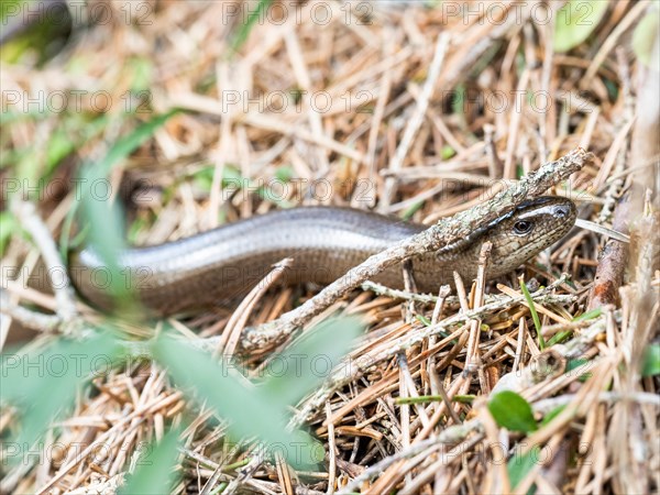 Slow worm (Anguis fragilis), near Tragoess, Styria, Austria, Europe