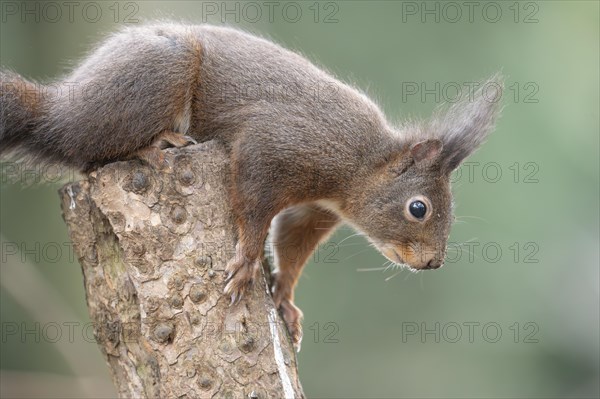 Eurasian red squirrel (Sciurus vulgaris), sitting on top of a sawn-off tree trunk, looking
