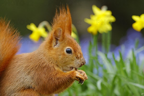 Portrait of a eurasian red squirrel (Sciurus vulgaris) on a blue star meadow with daffodils, Hesse,