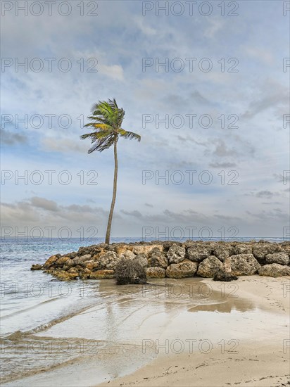 Caribbean dream beach with palm trees, white sandy beach and turquoise-coloured, crystal-clear