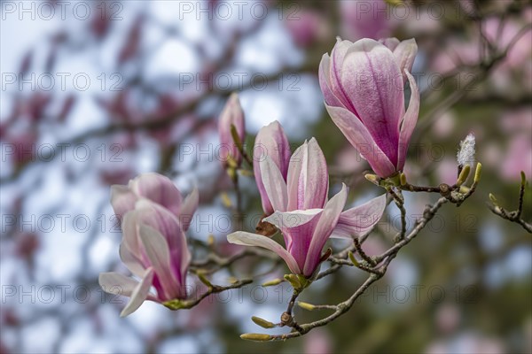 Blossoms of a magnolia (Magnolia), magnolia x soulangeana (Magnolia xsoulangeana), magnolia