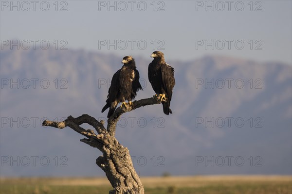 Iberian Eagle, Spanish Imperial Eagle (Aquila adalberti) and european magpie (Pica pica),