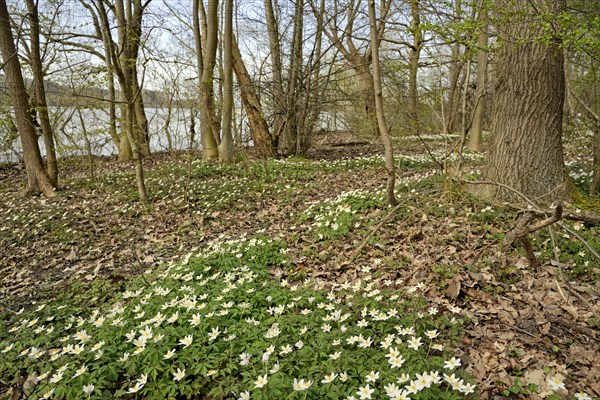 Wood anemone (Anemone nemorosa) blooming between deciduous trees at a lake, North Rhine-Westphalia,
