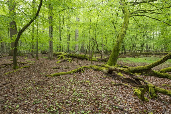 Near-natural deciduous forest, moss-covered deadwood, in spring, Barnbruch Forest nature reserve,