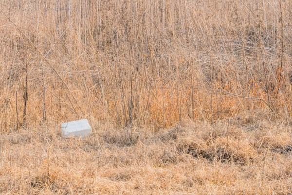 A Styrofoam containe discarded in a field with dry vegetation illustrates a pollution problem, in