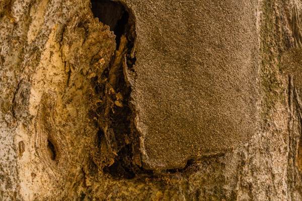 Closeup of the bark of a large old tree where tar that was used to repair tree has separated from