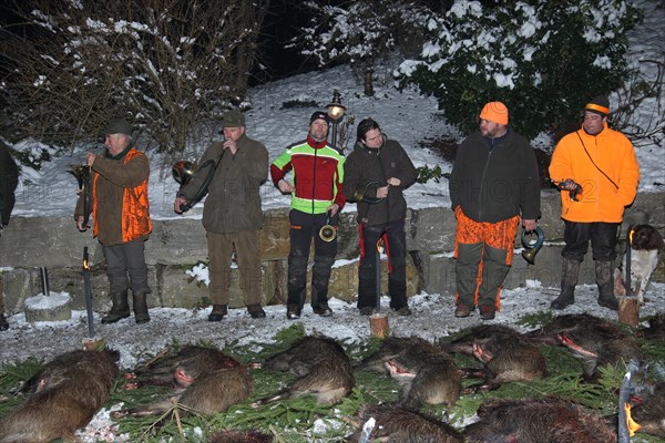 Wild boar (Sus scrofa) shot, hunting horn blowers during the ration laying, Allgaeu, Bavaria,