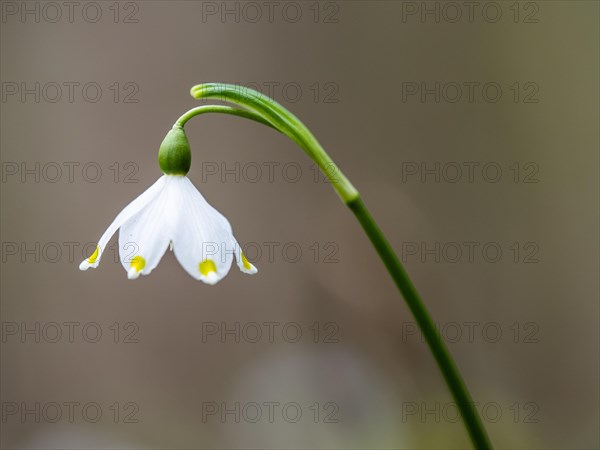 Spring snowdrop (Leucojum vernum), March snowdrop, March bell, large snowdrop. Amaryllis family