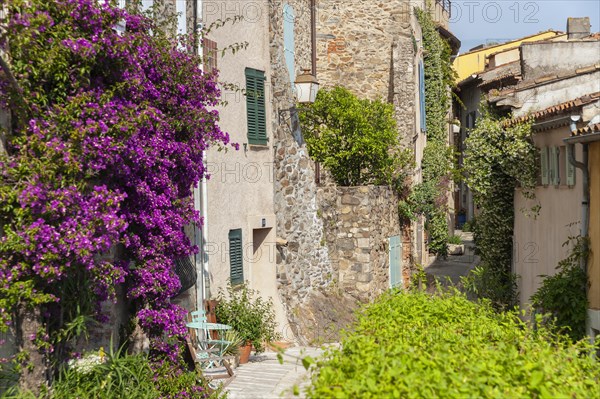 Typical alley in the old town with bougainvillea on the facades, Grimaud-Village, Var,