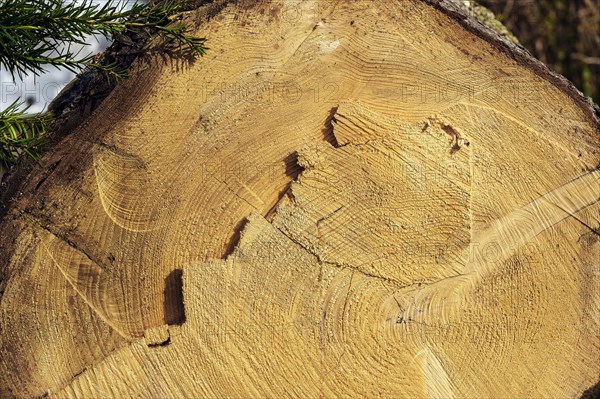 Cut through a tree trunk with annual rings and traces of the chainsaw, Allgaeu, Swabia, Bavaria,