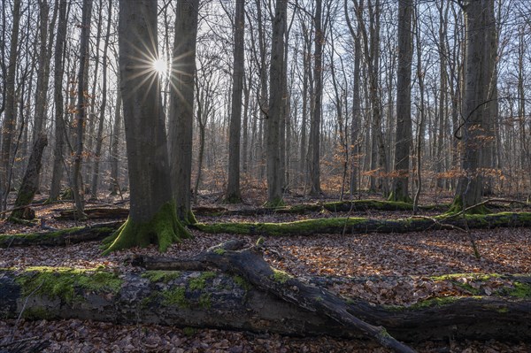 Deciduous forest in winter, deadwood overgrown with moss, backlit with sun star, Thuringia,