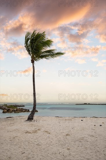 Caribbean dream beach with palm trees, white sandy beach and turquoise-coloured, crystal-clear
