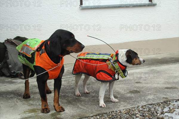 Hunting dogs with safety waistcoats in front of the start of the hunt for wild boars (Sus scrofa),