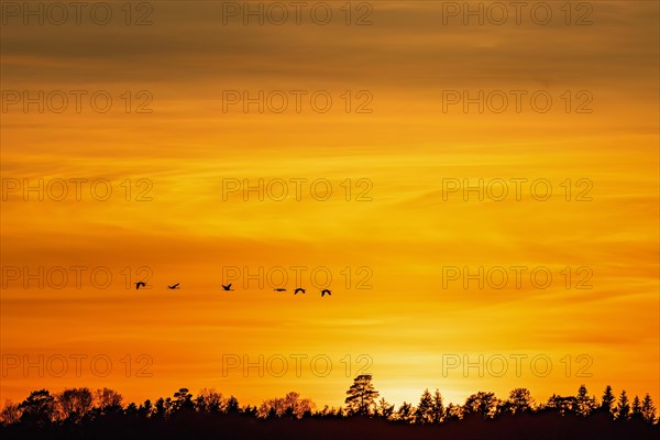 Flock of cranes (grus grus) flying above a woodland at sunset