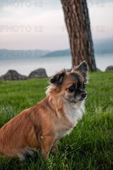 Brown long-haired Chihuahua sitting in a meadow in front of Lake Garda, Sirmione, Lake Garda,
