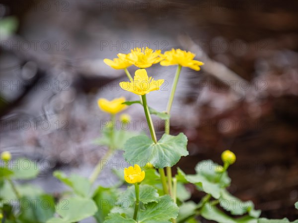 Marsh marigolds (Caltha palustris), banks of the Laming, near Tragoess, Styria, Austria, Europe