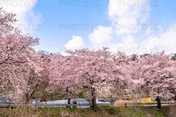 Beautiful cherry blossom trees on side of rural road under blue sky with puffy white clouds in