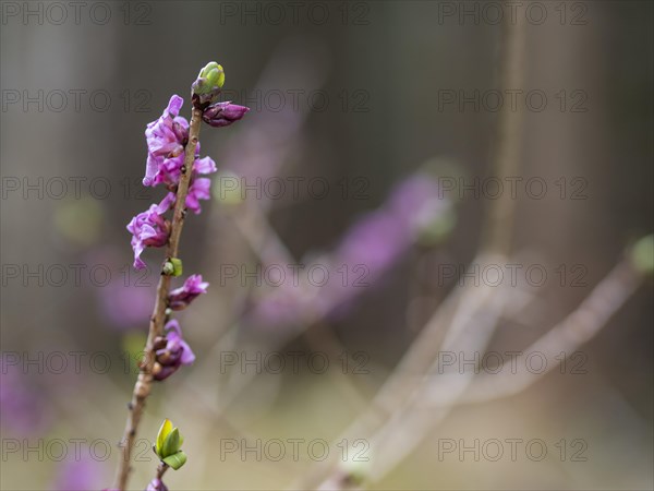 Mezereon (Daphne mezereum), near Tragoess, Styria, Austria, Europe