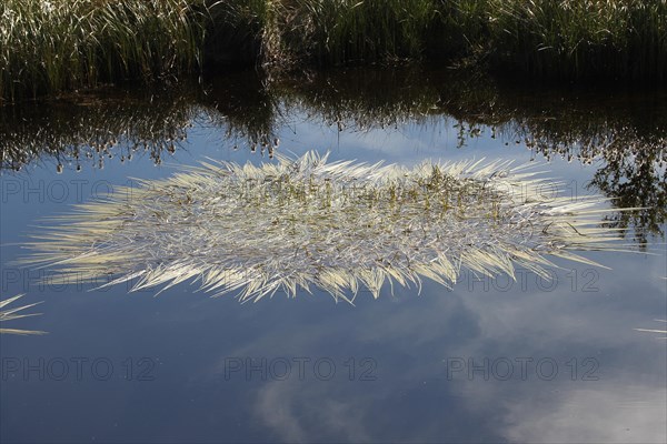 Seagrass (Zostera) blown by the wind forms an oval shape in a pond, Lofoten, Norway, Scandinavia,