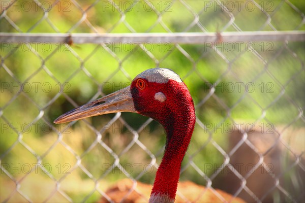 Close up of a Sarus Crane or Grus antigone behind a chain link fence at rehabilitation center in