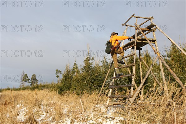 Wild boar (Sus scrofa) Hunter in warning clothing climbs high seat, Allgaeu, Bavaria, Germany,