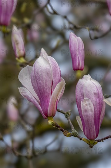 Blossoms of a magnolia (Magnolia), magnolia x soulangeana (Magnolia xsoulangeana), magnolia