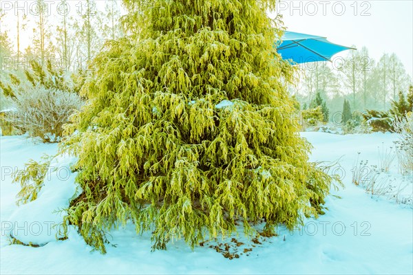 Winter landscape of vibrant lurch evergreen tree in front of a blue umbrella awning in a snow