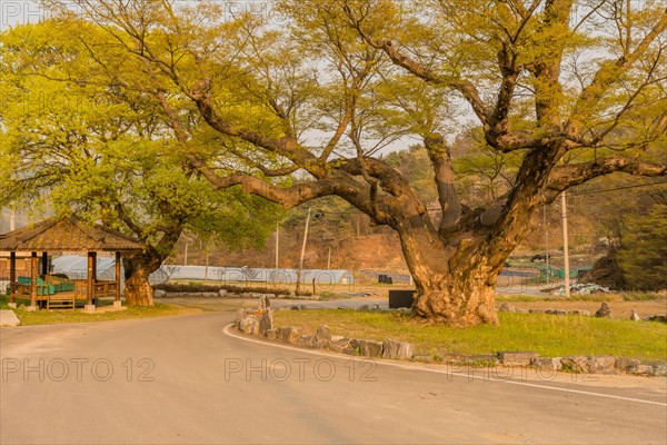 Large tree in rural farming community. Tree is 630 years old, 25 meters tall and with girth of 7.5