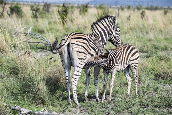 Plains zebra (Equus quagga) foal suckling, Madikwe Game Reserve, North West Province, South Africa,