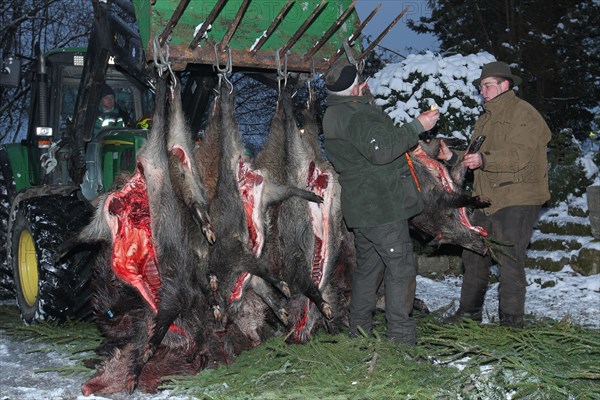 Wild boar (Sus scrofa) that have already been killed and broken open are prepared for traditional
