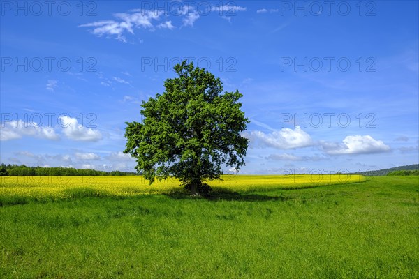 Single tree at the edge of a field, right between a flowering rape field and a meadow, in West