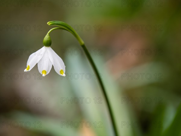 Spring snowdrop (Leucojum vernum), March snowdrop, March bell, large snowdrop. Amaryllis family