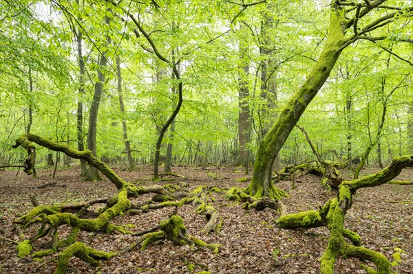 Near-natural deciduous forest, moss-covered deadwood, in spring, Barnbruch Forest nature reserve,
