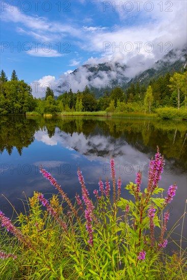 Purple loosestrife (Lythrum salicaria), moorland pond, near Oberstdorf, Oberallgaeu, Allgaeu.