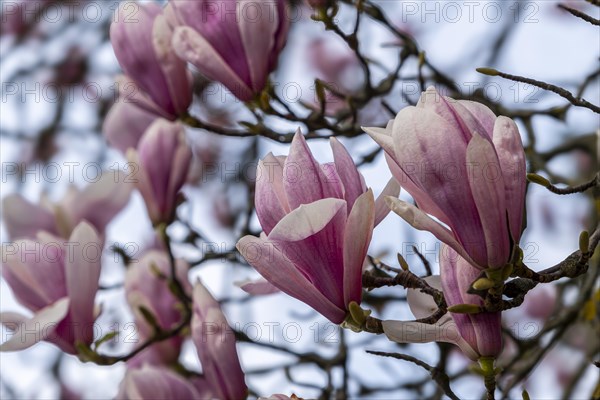 Blossoms of a magnolia (Magnolia), magnolia x soulangeana (Magnolia xsoulangeana), magnolia