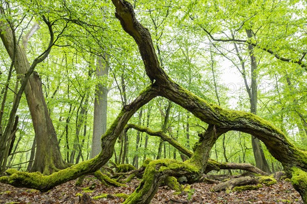 Near-natural deciduous forest, moss-covered deadwood, in spring, Barnbruch Forest nature reserve,