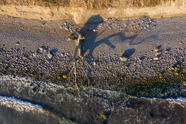 Dead tree on beach at Brodtener Ufer, Brodten Steilufer, cliff in the Bay of Luebeck along the