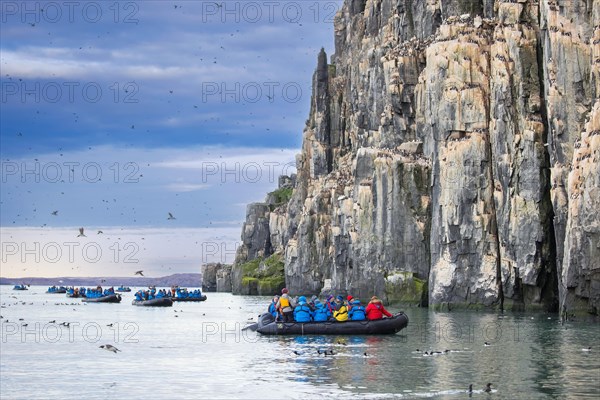 Eco-tourists in Zodiac boats watching thick-billed murres, Bruennich's guillemots (Uria lomvia) in
