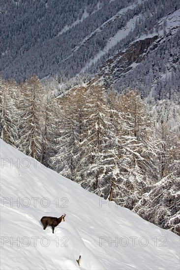 Alpine chamois (Rupicapra rupicapra) solitary male in dark winter coat in deep snow on mountain