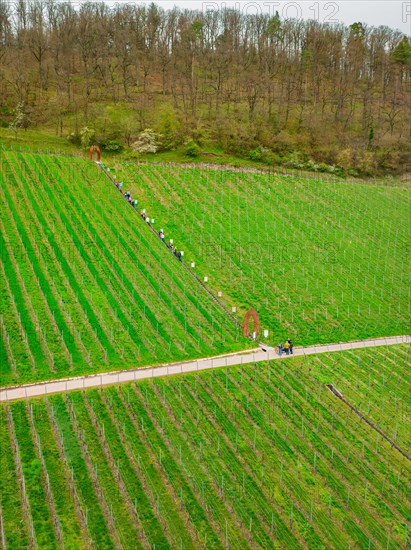 A group of hikers walks along a path through a springtime vineyard, Jesus Grace Chruch,