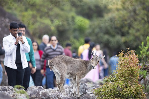 Indian men photographing a Nilgiri tahr (Nilgiritragus hylocrius, until 2005 Hemitragus hylocrius)