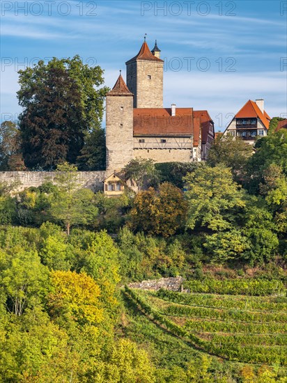 View of the historic old town with town wall, defence towers and vineyard, Rothenburg ob der